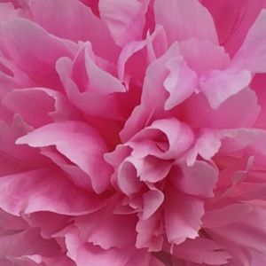 Meet your Posher, Shlese